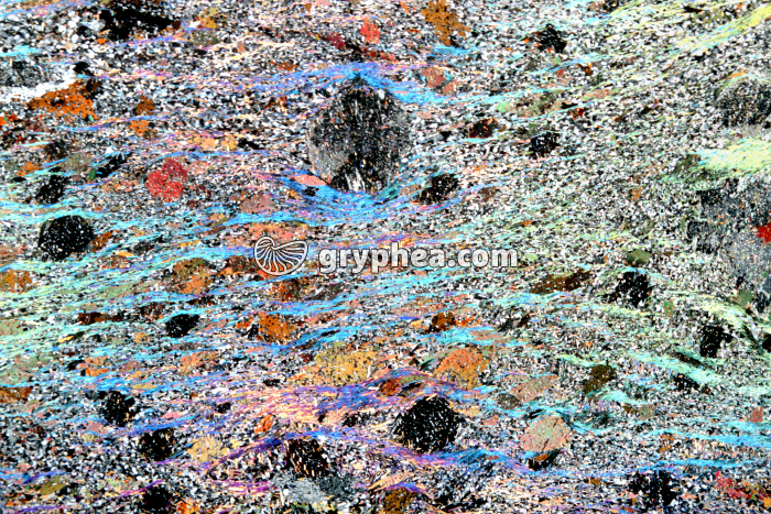 Micaschiste LPA x1,5 - gryphea.com